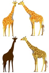 Fototapeta premium giraffe set