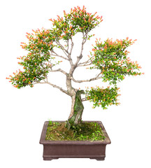 chinese bonsai tree