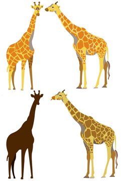 giraffe set