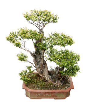elm bonsai tree