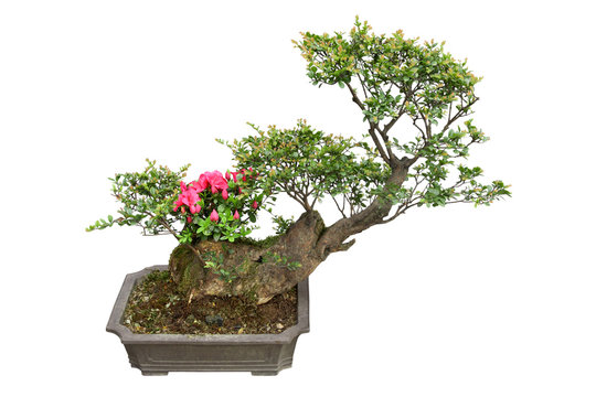 bonsai tree and rhododendron