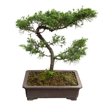 bonsai tree of pine
