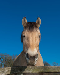Fototapeta premium fjord horse
