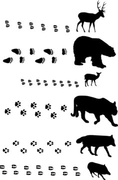 six animals with tracks on white