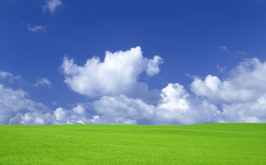 Obraz na płótnie Canvas Green grass and sky