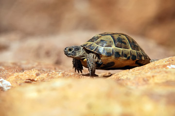Crawling tortoise over blurred background
