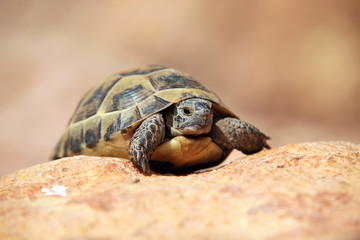 Crawling tortoise against blurred background