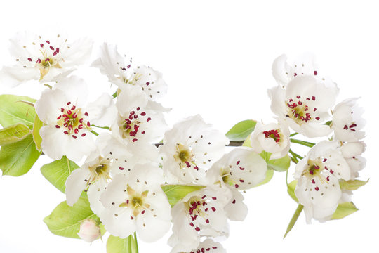 Blooming tree in spring isolated on white