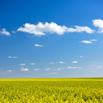 Gelber Raps unter blauem Himmel