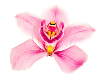 Fototapeta na wymiar light pink orchid flower on white