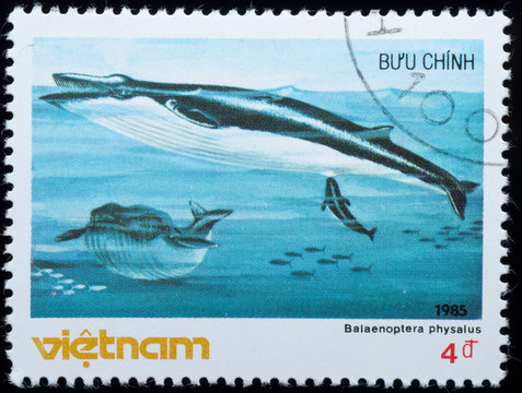 VIETNAM - CIRCA 19805 :  stamp - animal whale