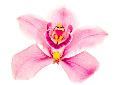 light pink orchid flower on white
