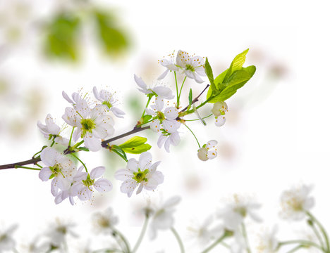 white cherry-tree flower background