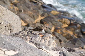 Turnstone (Arenaria interpres)