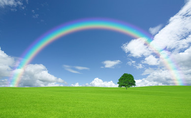 Green field with lone tree and rainbow