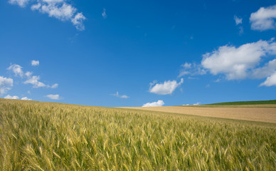 Golden wheat field with blue sky in background