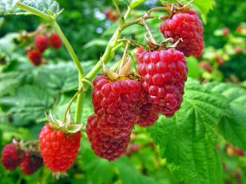 raspberry plantation