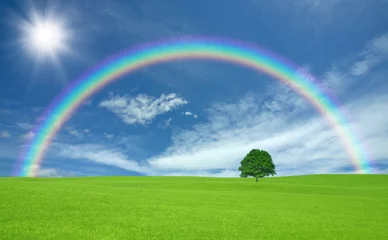 Foto op Plexiglas Green field with lone tree and rainbow © MP_P
