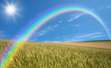 Naklejka premium Golden wheat field with blue sky in background