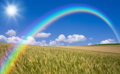 Naklejka premium Golden wheat field with blue sky in background