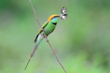 Green Bee Eater