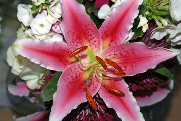 pink lillies 8