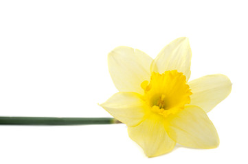 Naklejka na ściany i meble daffodil flower