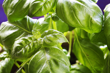 Close up of basil leaves