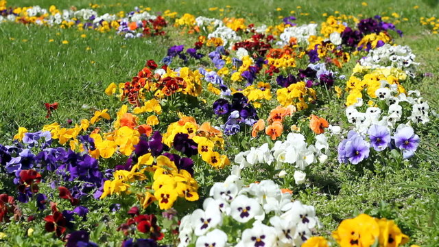 Flower Garden In The Sunlight