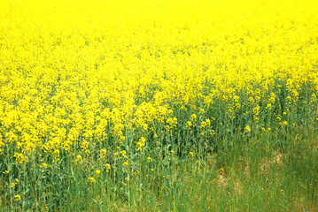 prato giallo