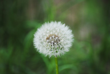 Fototapeta premium soffioni