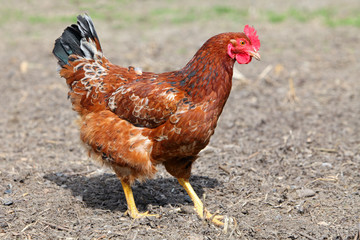 Hen - chicken
