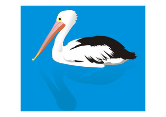Pelican