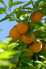 Oranges