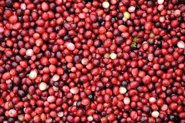 Cranberries being harvested