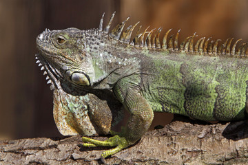 Grüner Leguan
