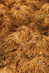 grass texture