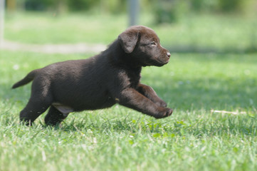 LABRADOR