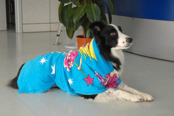 BORDER COLLIE.