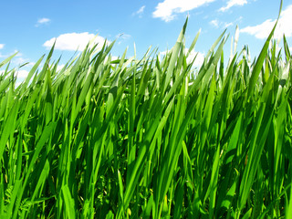 Obraz premium green wheat field and cloudy sky