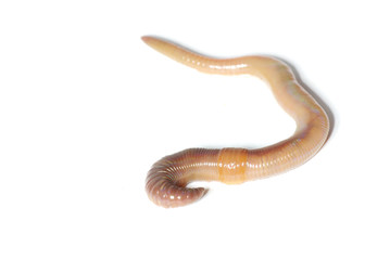 Obraz premium earthworm