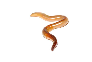 worm