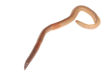 worm