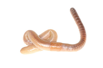 worm
