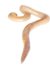 Fototapeta premium worm