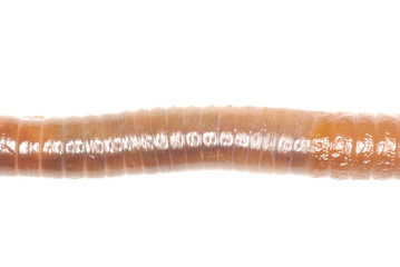 worm on white