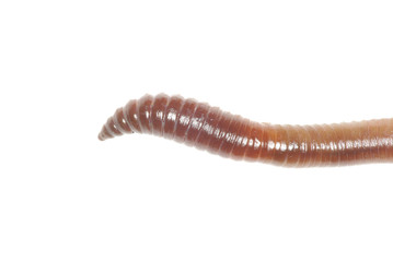 worm on white
