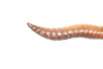 earthworm
