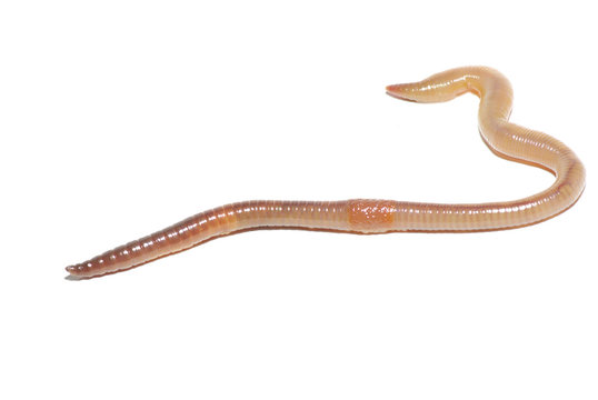 earthworm on white