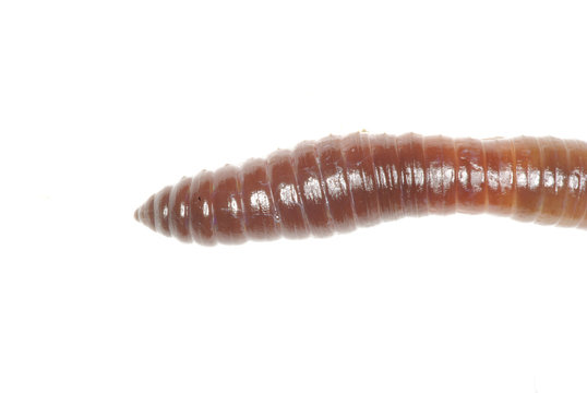worm on white